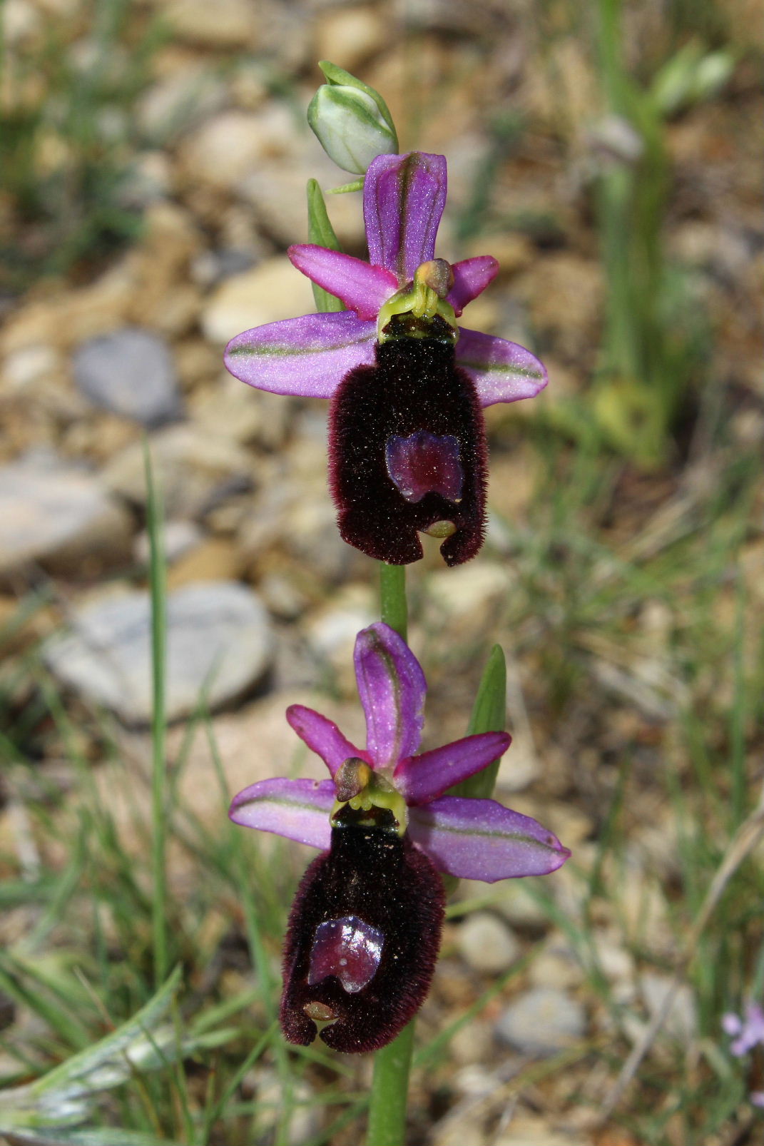 Orchidee dell''Imperiese